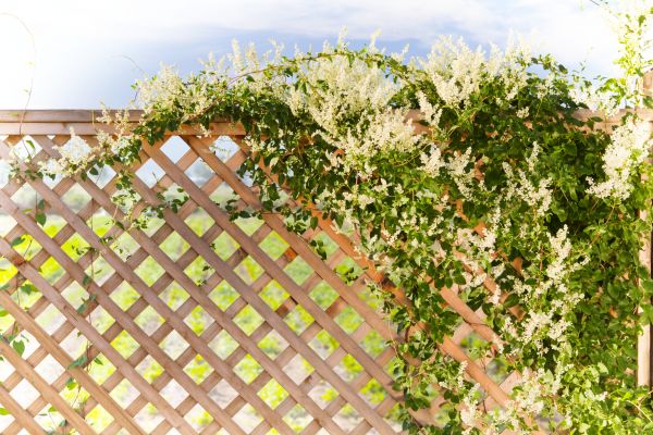 Lattice Replacement in Ames